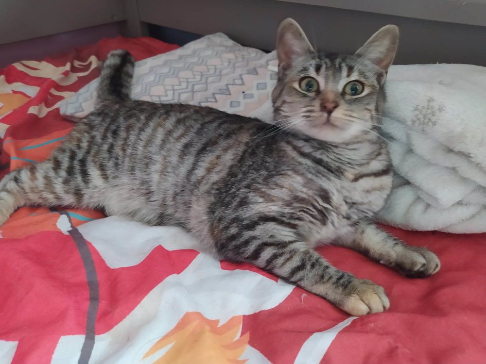 Tsarine attend une famille &agrave; elle ! 90 34420 Villeneuve-l�s-b�ziers