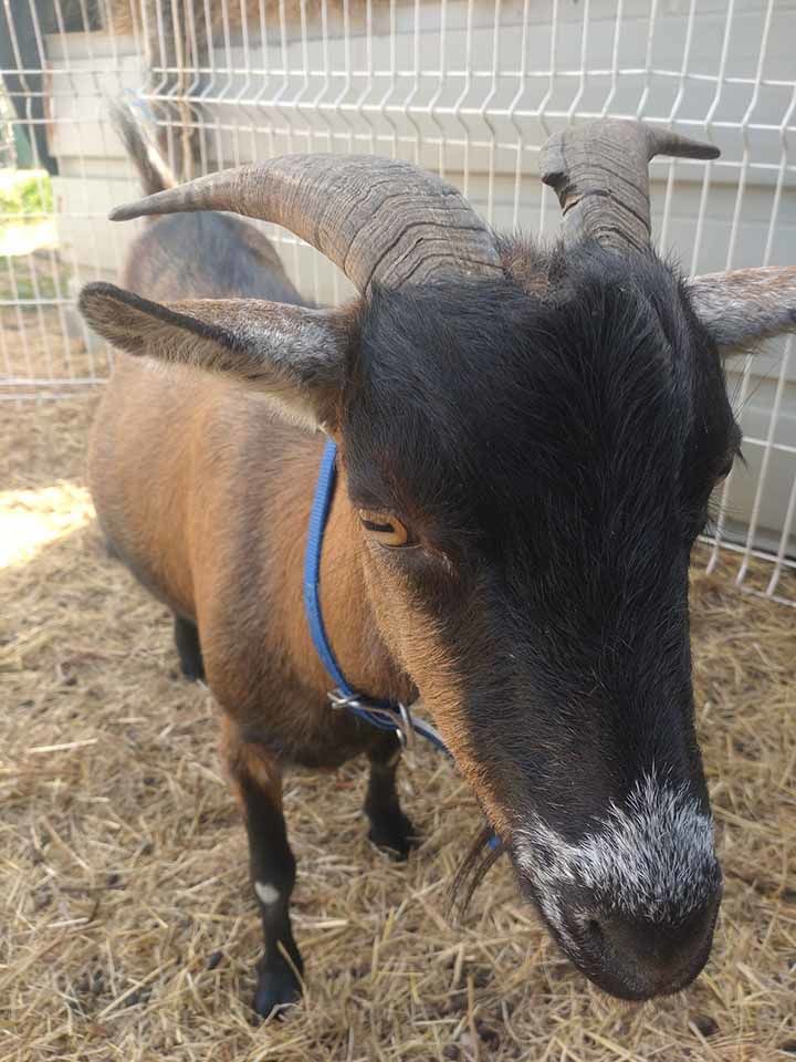 BILLYX, magnifique bouc nain &agrave; l'adoption 50 44170 Abbaretz