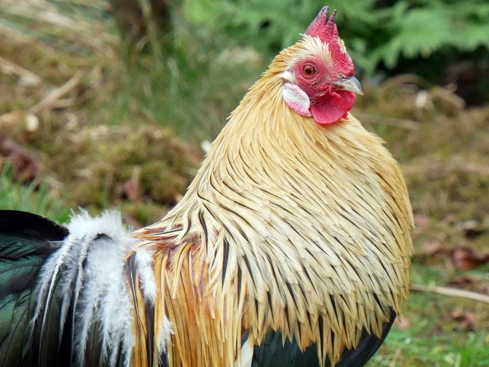 COLORADO, beau coq Phoenix Dor&eacute; &agrave; l'adoption 1 44450 Saint-julien-de-concelles