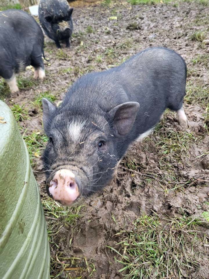 CHARMEUR, adorable cochon nain &agrave; l'adoption 40 44100 Nantes