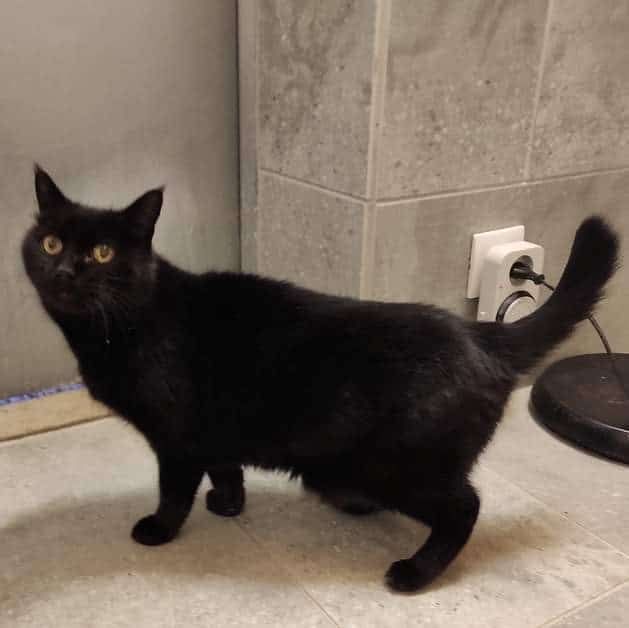 NAKIA, adorable chat femelle &agrave; l'adoption 0 26290 Donz�re