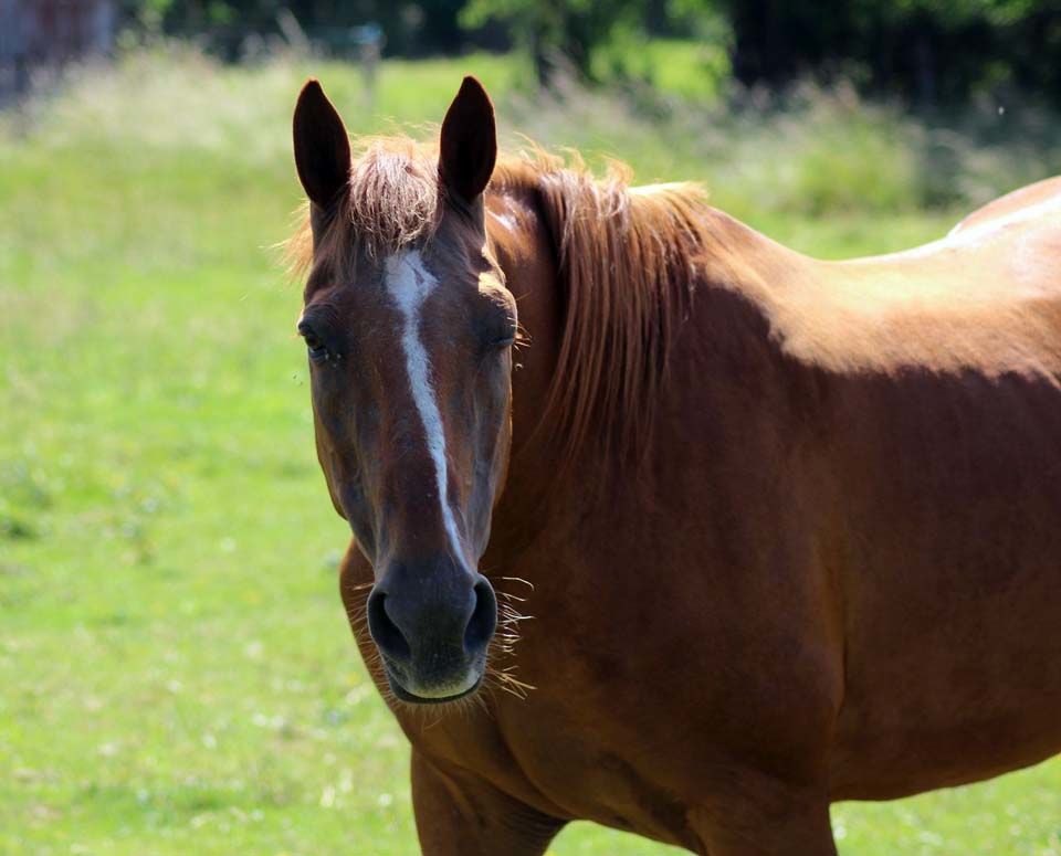 MAGIC, magnifique trotteur fran&ccedil;ais &agrave; l'adoption 400 18200 Ainay-le-vieil