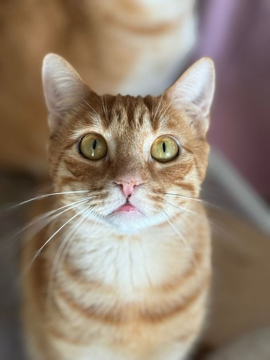 MANGO 230 27620 Gasny