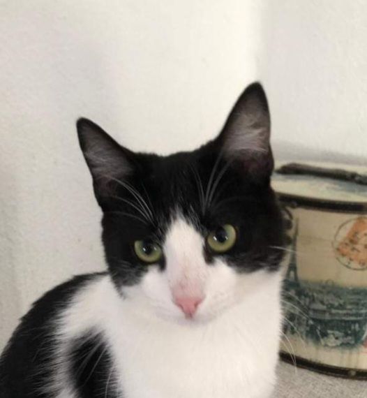 PISTACHO 230 27620 Gasny