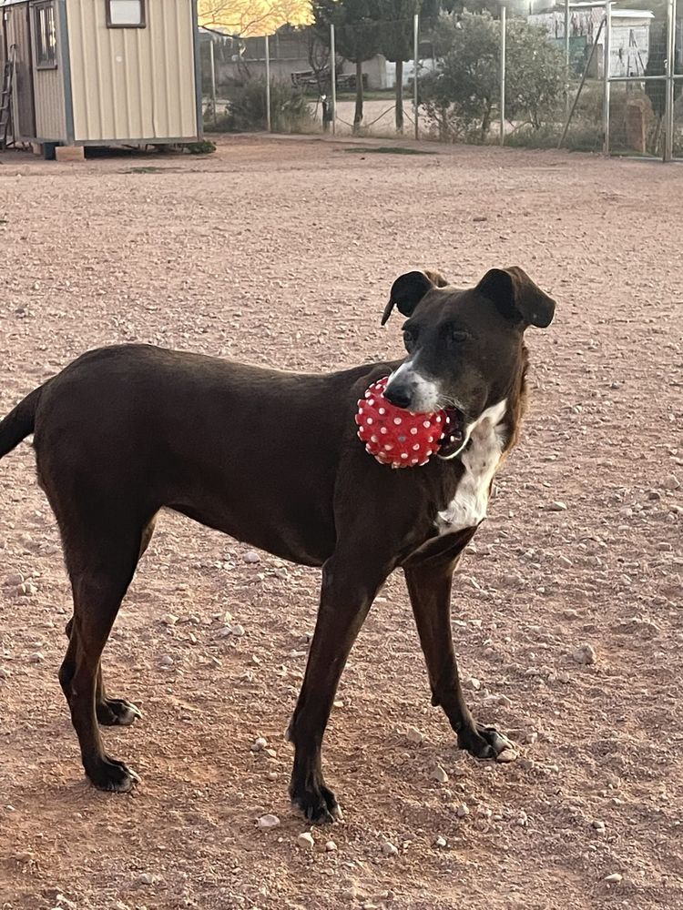 SATYA 320 27620 Gasny