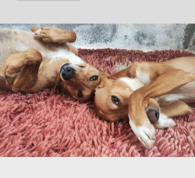 FRESA et CEREZA 640 27620 Gasny