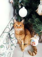 GARFIELD, adorable chat roux à l'adoption 160 44290 Gumen-penfao