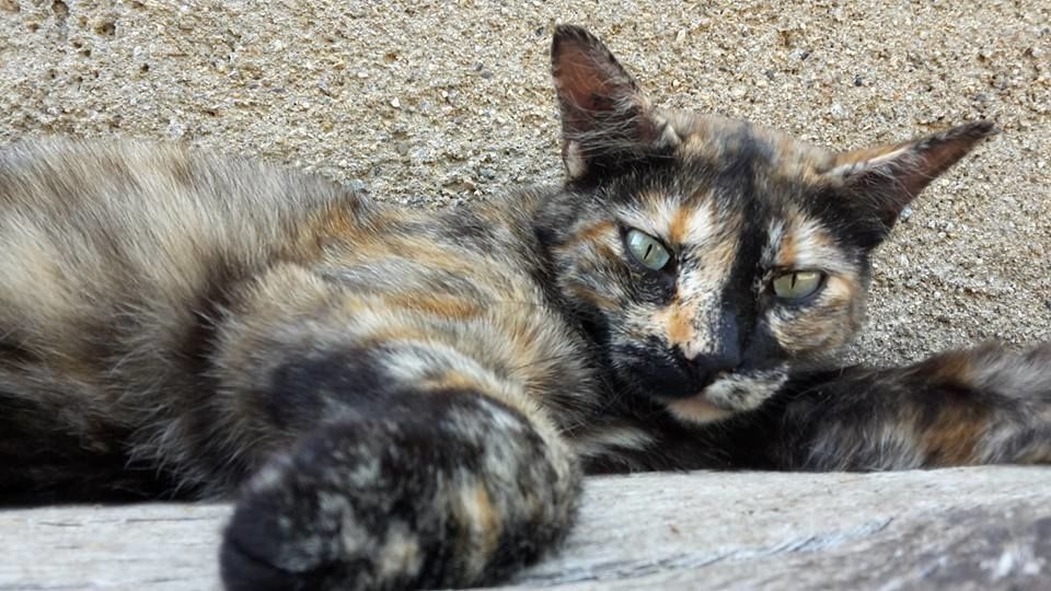 Shani jolie et gentille chatte a adopter 110 11000 Carcassonne