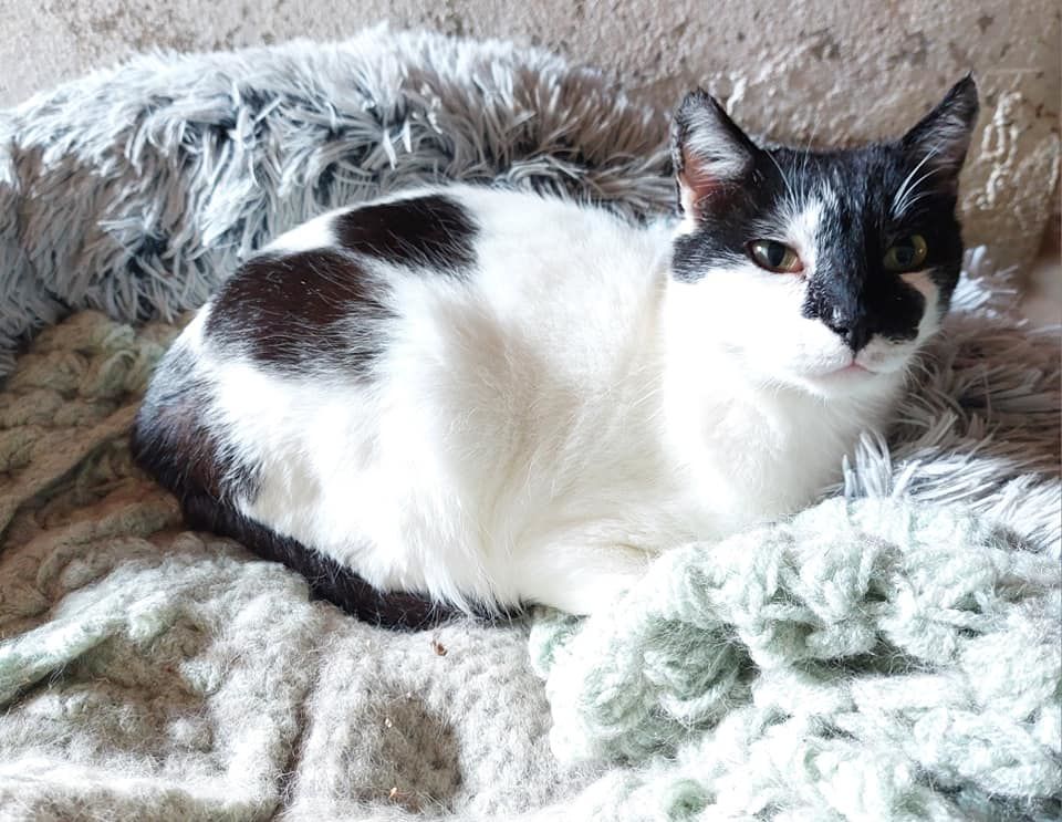 Jojo gentil chat noir et blanc oublie a adopter 90 11000 Carcassonne
