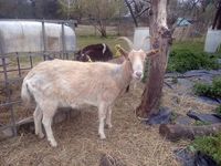 NARVA, jolie chèvre de grande taille à l'adoption 50 44330 Vallet