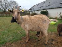 DVINA, belle chèvre de grande taille à l'adoption 50 44330 Vallet