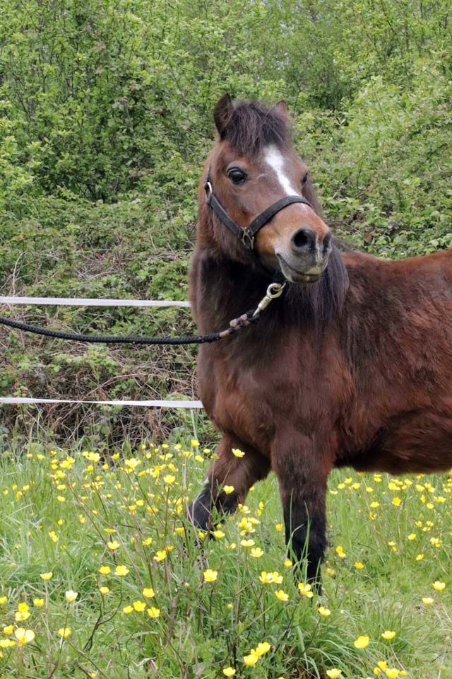 PERLE, magnifique poney type Shetland ou Welsh &agrave; adopter via l'association UMA (44240 Suc&eacute; sur Erdre) 400 44440 Jou�-sur-erdre