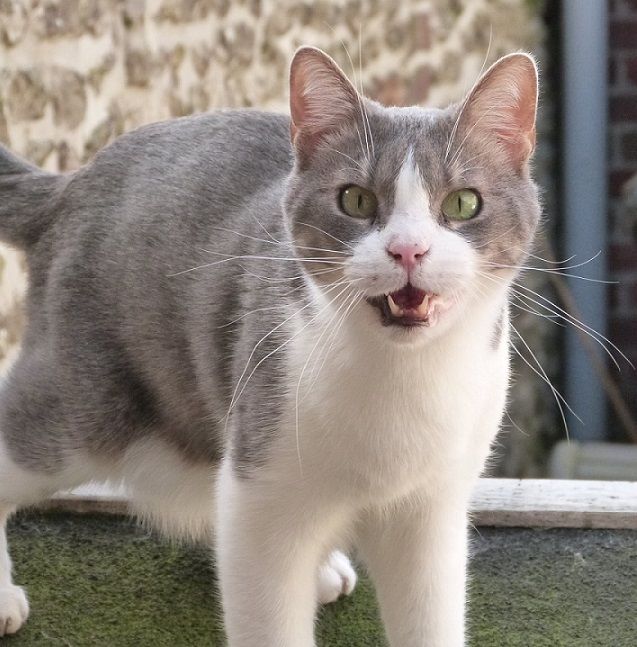urgent pour THAIS 6 ans &agrave; adopter sans chat 1 76220 Gournay-en-bray
