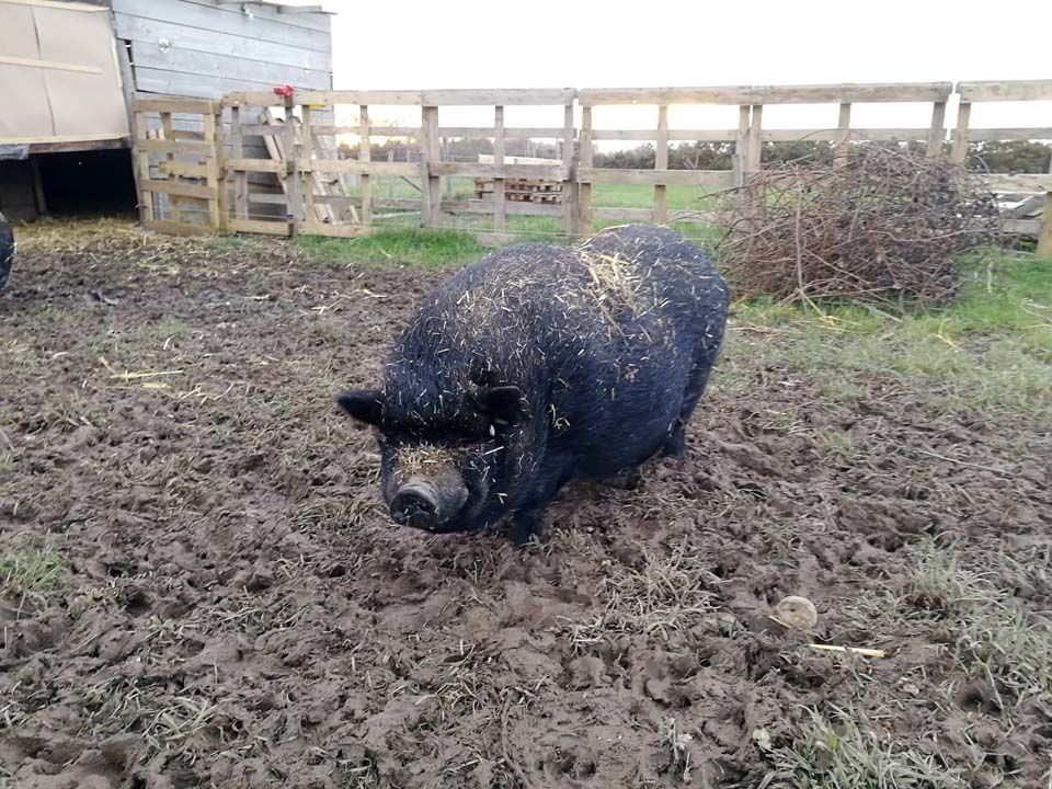 JULIEN, beau cochon vietnamien &agrave; adopter via l'association UMA 40 44100 Nantes