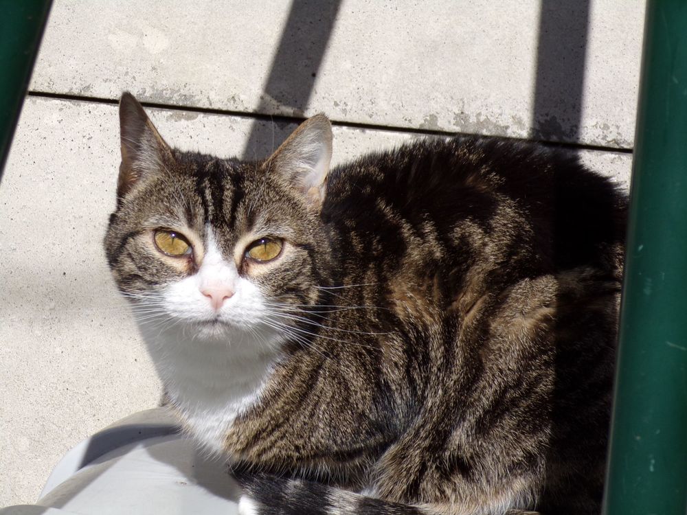 urgent pour ODY 4 ans &agrave; adopter 1 76220 Gournay-en-bray