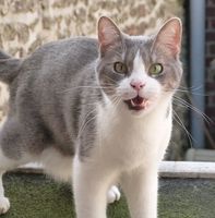 urgent pour THAIS 6 ans à adopter sans chat 1 76220 Gournay-en-bray