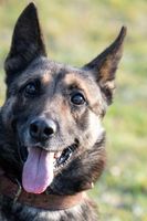 RINIX, beau chien croisé malinois à adopter via l'association UMA 150 44360 Saint-tienne-de-montluc