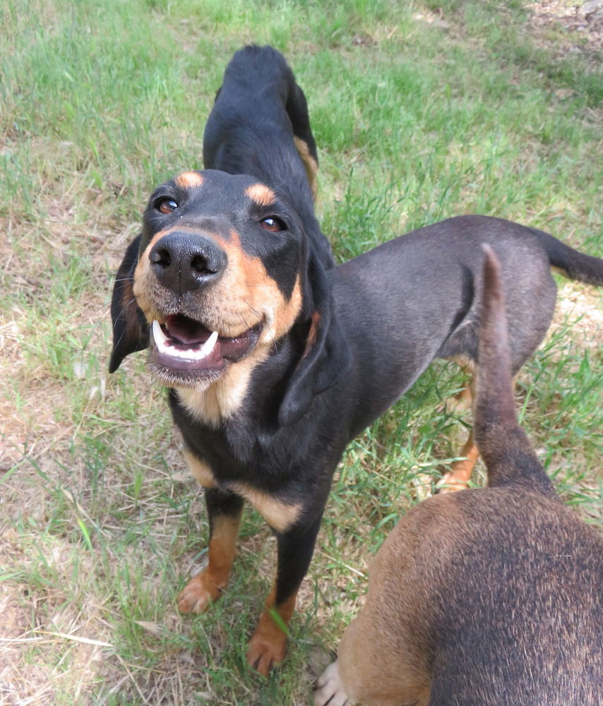 Dorie, 16 mois, est &agrave; l'adoption! 0 34000 Montpellier