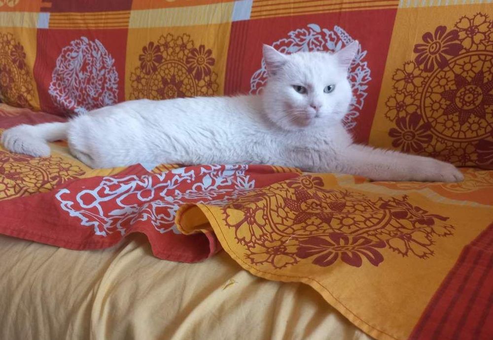 CASPER &agrave; l'adoption 250 92290 Ch�tenay-malabry