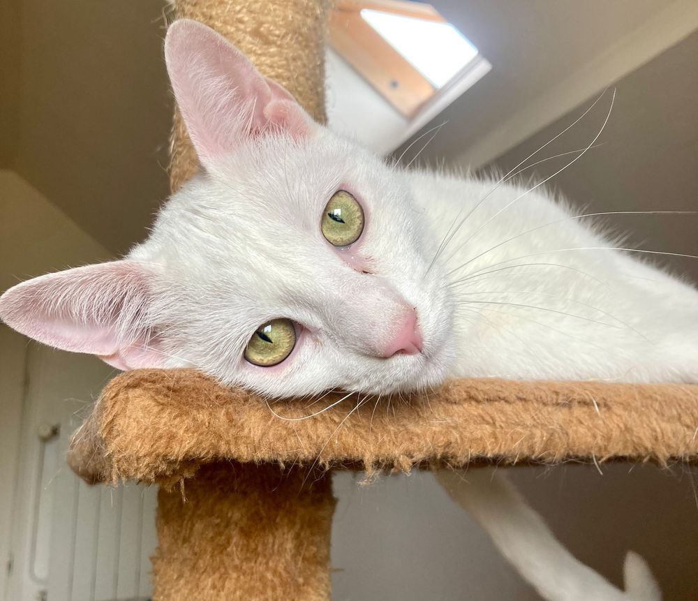 EVANGELINE, la sportive ! accrochez-vous ... 290 92290 Ch�tenay-malabry