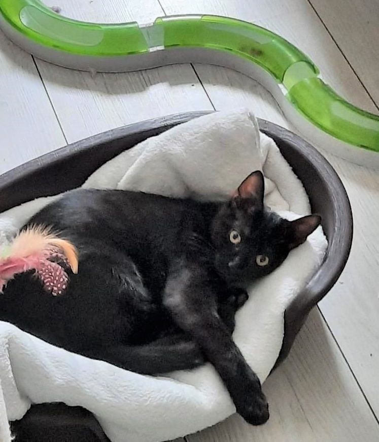 CAMILLE LOU &agrave; l'adoption 290 92290 Ch�tenay-malabry