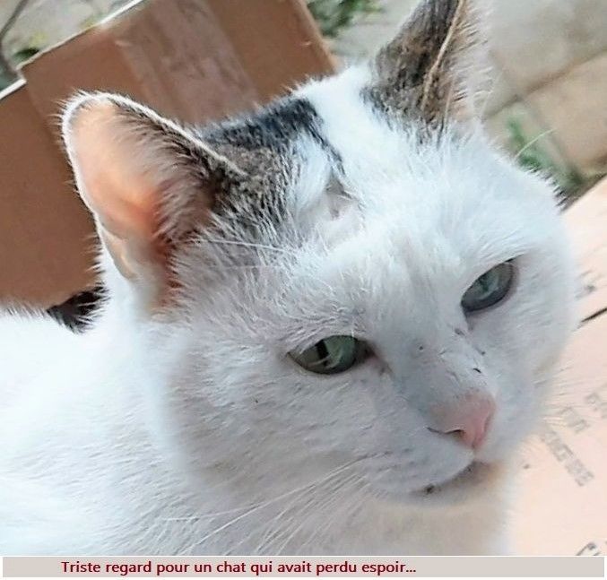 Tendre comme un LOUKOUM, &agrave; l'adoption 250 92290 Ch�tenay-malabry