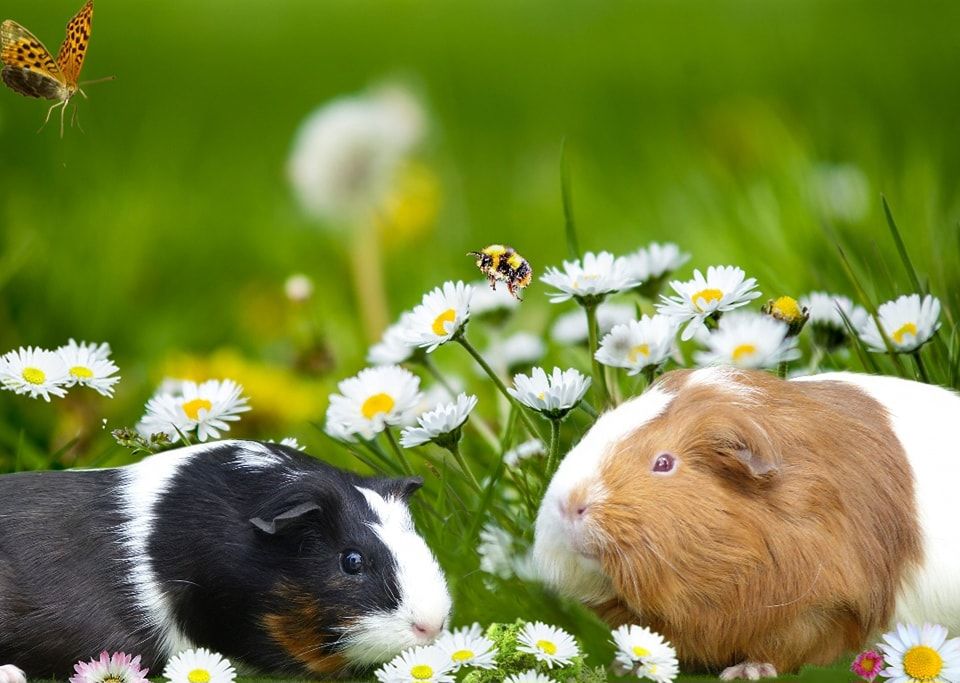 Nos prot&eacute;g&eacute;s &agrave; l'adoption 25 21110 Tart-le-haut