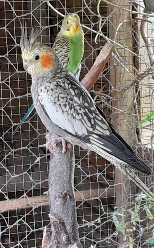 PERRUCHES Calopsitte grises &agrave; adopter via l'association UMA 15 56220 Peillac