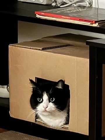 TITOU &agrave; l'adoption 250 92290 Ch�tenay-malabry