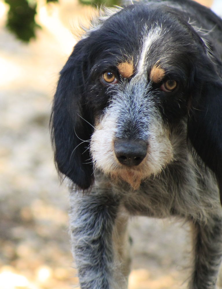 Sam cherche une famille... 0 34000 Montpellier