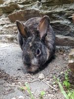 NEIGE, belle lapine Rex à adopter via l'association UMA 80 49270 Saint-sauveur-de-landemont