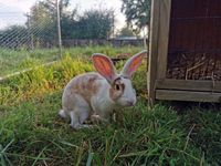 IZAA, magnifique lapin Rex croisé bélier à adopter via l'association UMA 80 18210 Bessais-le-fromental