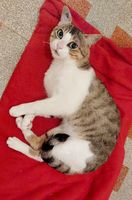 Leon adorable chat cherche famille pour adoption 100 11000 Carcassonne
