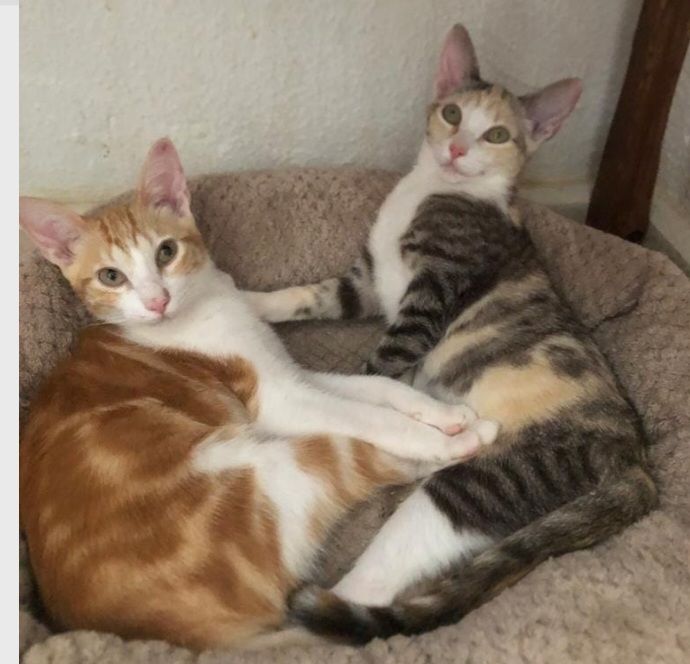 TOKIO & BAMBU 460 27620 Gasny