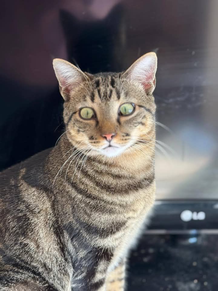 PANCHO & CHISPA 460 27620 Gasny