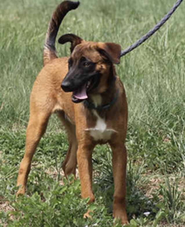 Trooper 230 26700 Pierrelatte