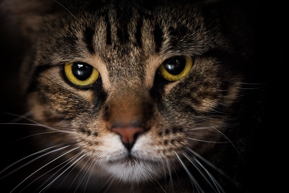 GABIN ET SUKY 250 92290 Ch�tenay-malabry