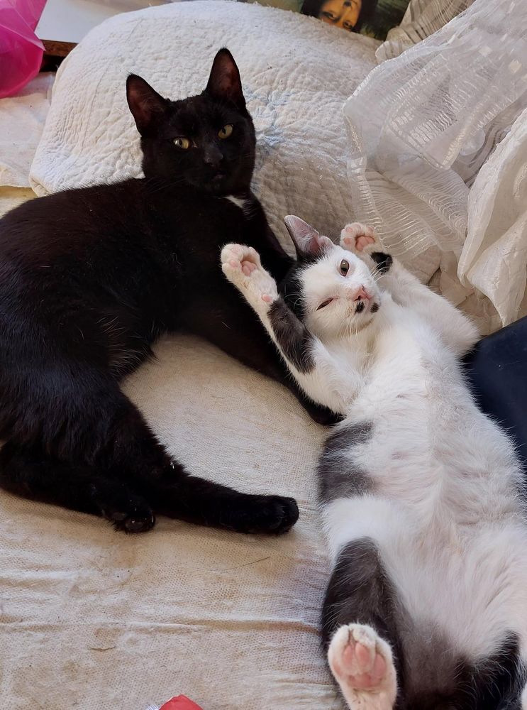 ELIOT et NESS 250 92290 Ch�tenay-malabry