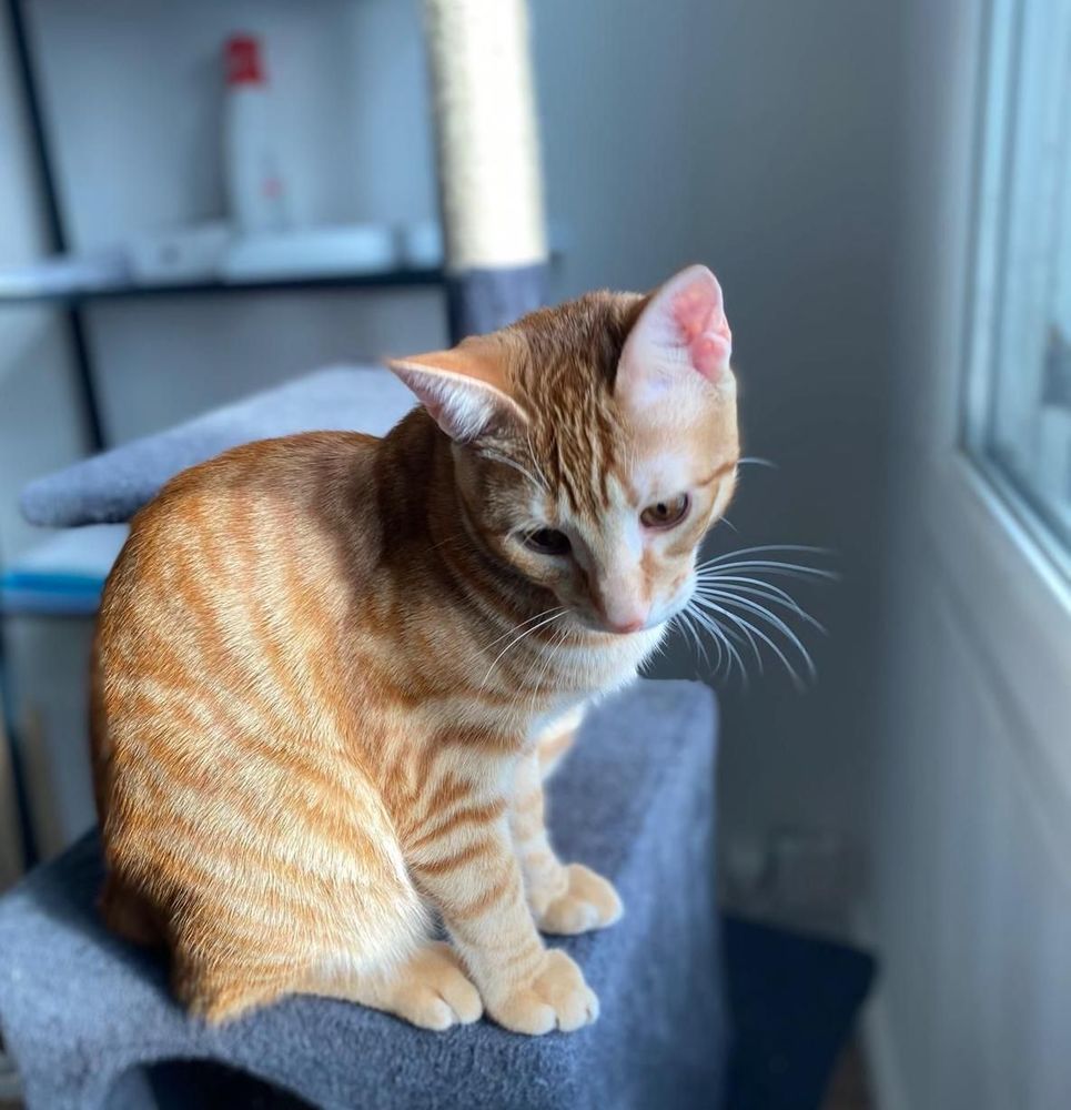 KURAMA 250 92290 Ch�tenay-malabry