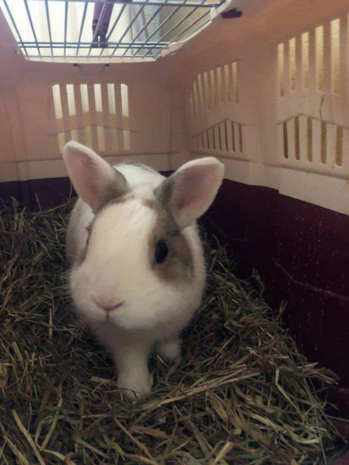 LAPINOU, adorable lapin extra &agrave; adopter via l'association UMA 80 18570 Trouy