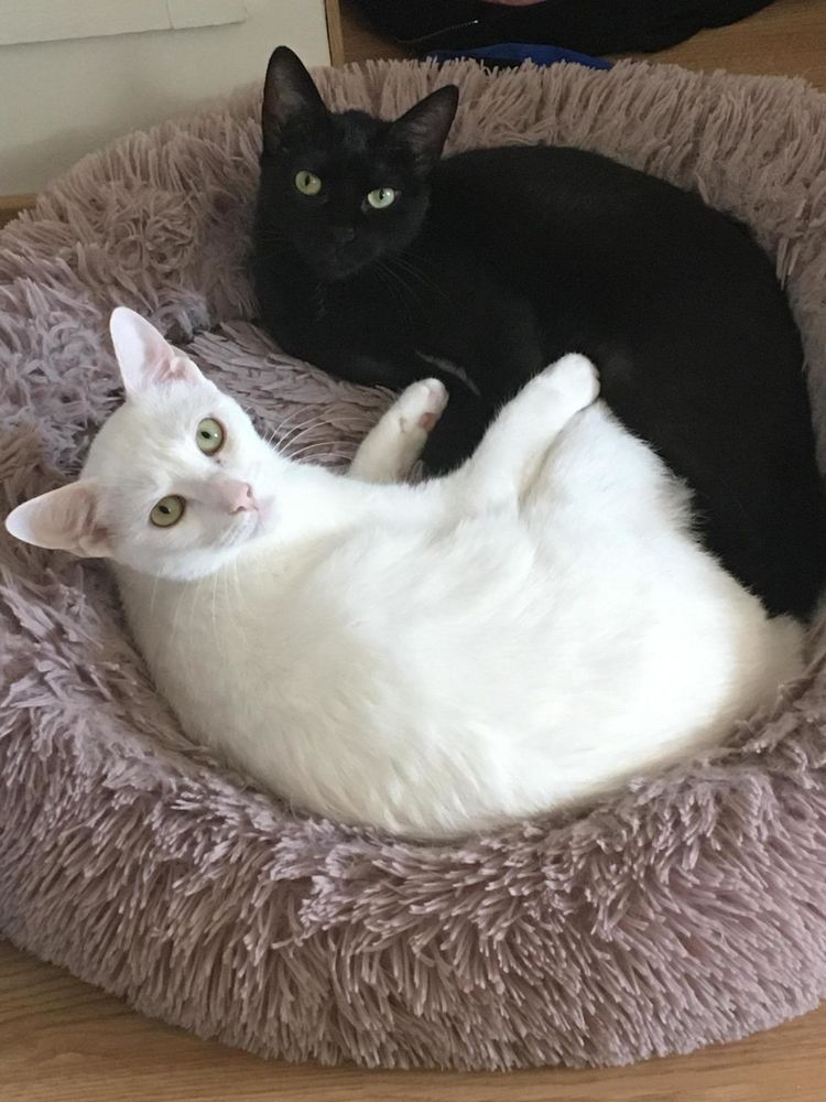 Camille Lou et Evangeline recherche Adoptant ou Famille d'accueil 290 92290 Ch�tenay-malabry