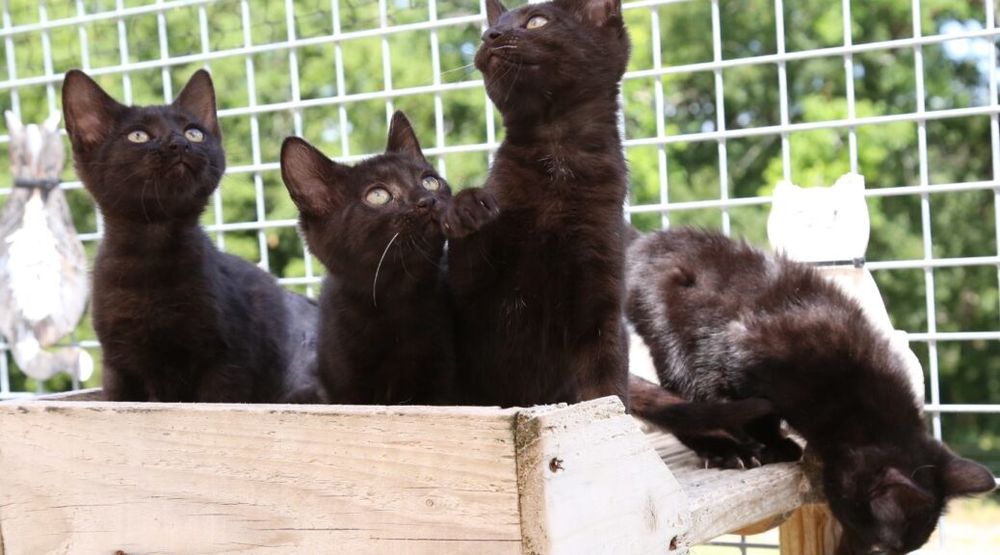 AKOYA, MELO, LAO TZU ET MALABAR 250 47500 Sauveterre-la-l�mance