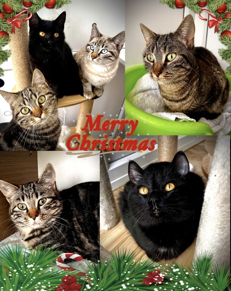 chats et chatons adorables 250 47500 Blanquefort-sur-briolance