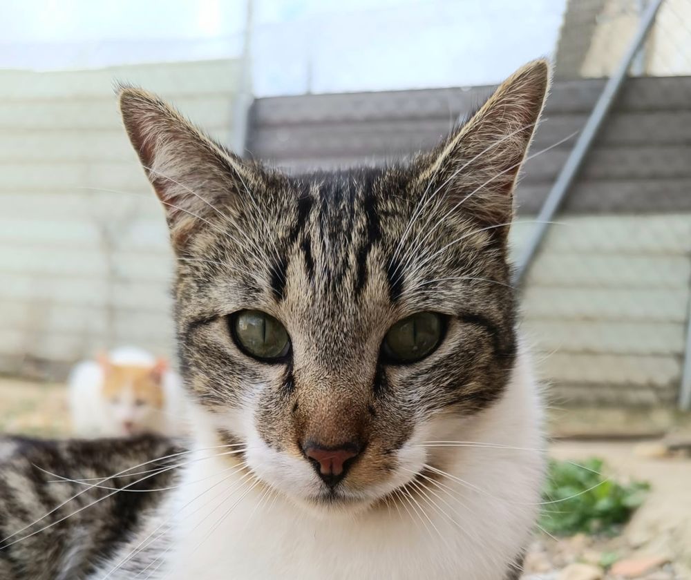 GRU&Ntilde;ON 230 27620 Gasny