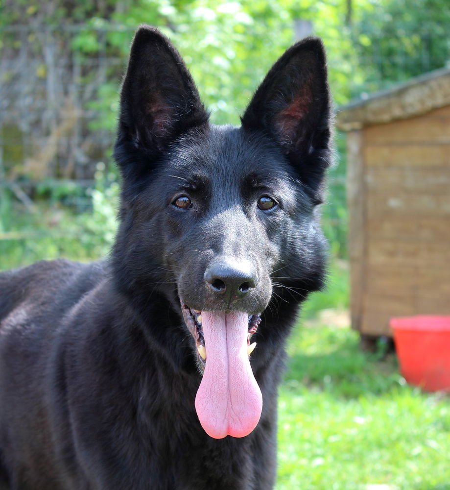 MARLENE, magnifique Berger Allemand noire &agrave; adopter via l'association UMA 330 18210 Bessais-le-fromental