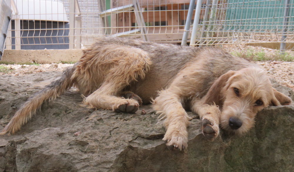 Emma la Douce est &agrave; l'adoption 0 34000 Montpellier