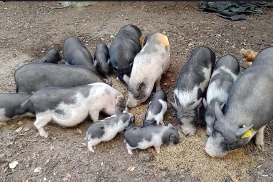 POLY, adorable Cochon Vietnamien &agrave; adopter via l'association UMA 40 44170 Abbaretz