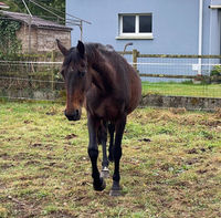 OLYMPE, magnifique jument Quarter Horse x Trotteur français à adopter via l'association UMA 350 44270 La marne