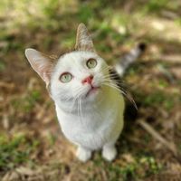 TIDOU, adorable jeune chat mâle à l'adoption 0 26780 Espeluche