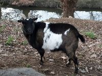ECLAIRCIE, gentille chèvre à adopter via l'association UMA 50 44290 Pierric